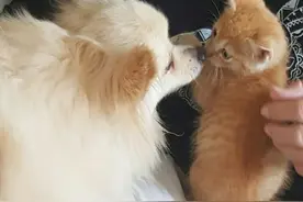 沙雕猫狗大合集，毛孩子们的脑回路，一般人真的不懂图片