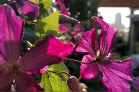 阿莲在我心里在我睡梦里是你美丽的脸图片