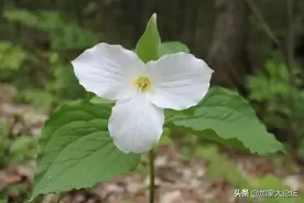 美！安省省花延龄草盛开了！约克区有一个绝佳的观赏地点图片