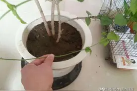 难以扦插成活的花卉怎么繁殖呢？学习一下压条繁殖法吧图片