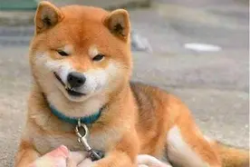 狗狗拉稀怎么办？狗狗拉肚子软便吃什么药？图片