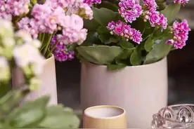 养花不花钱，自制三种营养肥，换着给花用，呼呼就爆盆图片
