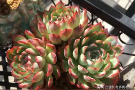 多肉在什么温度下晒太阳比较好？浇水以后可以马上晒太阳吗？图片