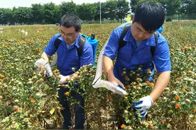 红花采摘机，效率可真高，一会儿就采这么多图片