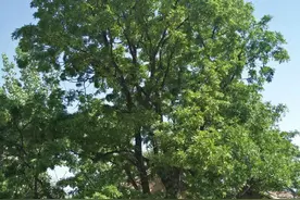 皂荚树（三）图片