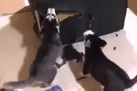 二哈跟狼犬生了窝娃，两个月后却悲剧了，这奶狗遗传了谁？图片