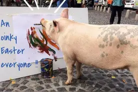 差点被宰杀的猪加索，如今叼起笔画画，为主人赚得真金白银图片
