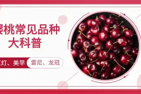 原来樱桃也有排名？品种让人挑花眼！网友：好吃的都叫山东樱桃图片