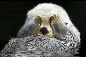 揉脸的海獭 软萌的海豹 世界海洋日，吸一口活跃在表情包的海洋网红图片
