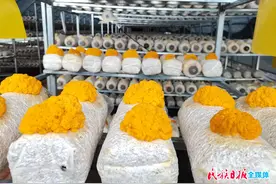 甘肃康乐、和政万棒金耳初育成图片