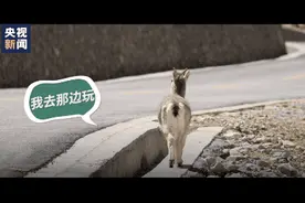 一起去珠峰vlog丨央视新闻记者与雪域精灵的三次不期而遇图片