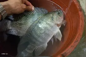 羡慕别人连杆上大罗非鱼？做好这些细节及技巧，你也是钓非高手！图片
