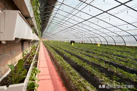 中年夫妻放弃北京生活，返回农村种草莓，知道原因都竖大拇指图片