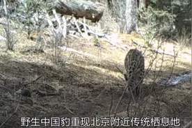 时隔20多年，北京附近山区重现中国豹，我国环境越来越好了？图片