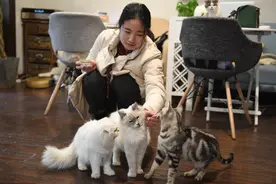 养猫不知道这5件事，只会越养越“糟糕”图片