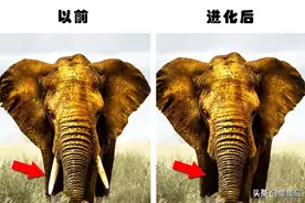人类的过错：因为人类的行为，而被迫进化的5种动物图片