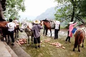 山林中的“骡马队”夫妻，在悬崖峭壁上干活养家，月收入4万图片