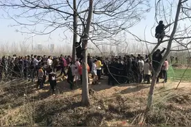 20000条毒蛇“独占”我国渤海小岛，放2只蜜獾上去，谁最吃亏？图片