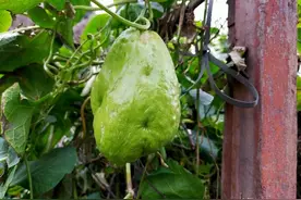 冬季如何保护佛手瓜的种子？只需两点，包你有吃不完的瓜图片