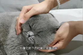 想跟“喵星人”亲密接触，放松解压吗？走啊，“下馆子”撸猫去图片
