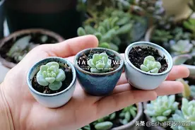 萌化了！指尖上的mini肉肉小盆栽图片