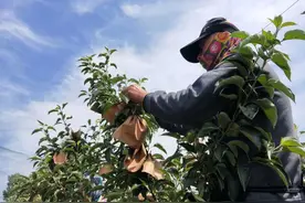 穿上“保护衣”苹果又脆又甜还没有农药残留图片