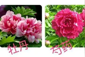 模仿行为并不是人类独有专利，植物的“模仿秀”也令人叹为观止！图片