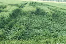 育种家说：小麦矮秆不一定抗倒，中高杆小麦品种利于高产图片