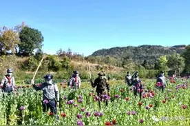离中国不远的缅甸深山罂粟还在开花结果，警方进山铲除图片