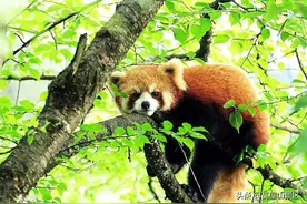 六一过了，也可以带孩子来瓦屋山亲近萌宠图片