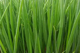 食疗——大葱减肥蔬菜图片