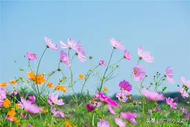 格桑花，藏族文化象征植物。藏语中，“格桑”是“幸福”的意思图片