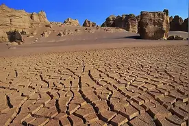 什么是海水稻？中国人在迪拜种水稻，让沙漠变粮仓？图片