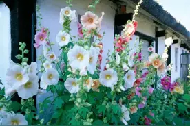 农村小院都爱种5种花，春撒几粒种，基本不需要打理，开花很漂亮图片
