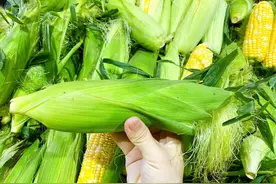 玉米保存有技巧，直接放冰箱冻就错了，多做2步，放一年还很鲜甜图片