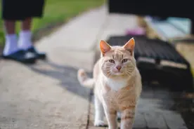 科学证明，“猫治百病”图片