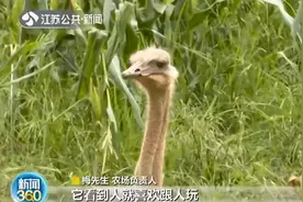 南京贪玩鸵鸟出逃下地偷菜 村民：你上来！驼鸟：上来就上来图片