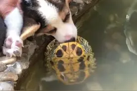 狗狗在院子不停吠叫，担心有偷狗贼，跑出去后，真是丢人现眼图片