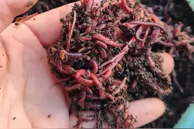 别不信，蚯蚓这样挂钩中鱼率更高，野钓鲫鱼不可不知的小技巧图片