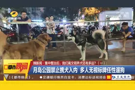 长沙养犬的注意了！延长整治行动两个月，不戴嘴套、遛狗不牵绳…无证养犬直接扣留图片