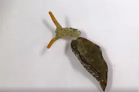 堪比恐怖片~头断了？那就再长一个身体图片