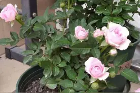 月季满树花苞该不该剪掉？认清"2点"，开花又大又漂亮图片