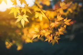 九月：不负韶华不负秋，只生欢喜不生愁图片