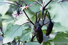 茄子黄叶死苗怎么解决？茄子叶子发黄打什么药？茄子叶枯病咋治？图片