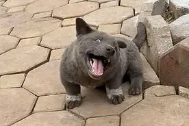 这是猫还是狗？越南土狗因为像猫，走红网络图片