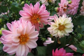 院子里养1种花，开花硕大美艳，花期又长图片