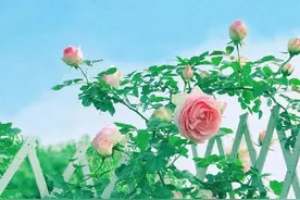 林清玄：承担，是生命里最美的东西图片