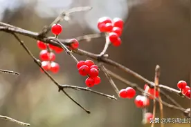 库尔勒绿化带里那些红红的小果果真可爱，但是不要乱摘哦图片