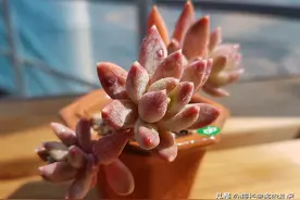 多肉蓝黛莲老桩已送人，但看到极致状态的它这么美，我又养了一棵图片
