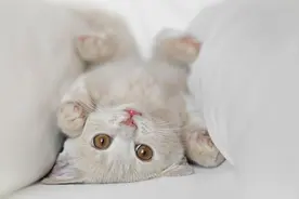 猫咪肚子圆滚滚？这可不是可爱的表现！图片